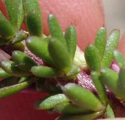 Muraltia depressa, photographed by Nicola van Berkel