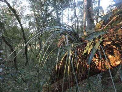 Aechmea recurvata, photographed by Edson Luis Fabro Gasperin