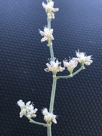 Eriogonum exaltatum, photographed by william_hoyer