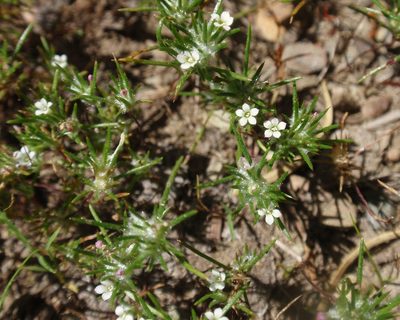Navarretia divaricata, photographed by tomhilton
