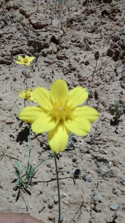 Thelesperma subnudum, photographed by Tyler Hacking