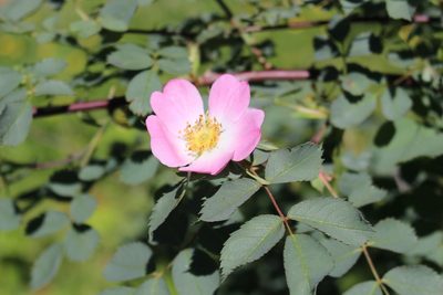 Rosa glauca, photographed by Fabien Piednoir