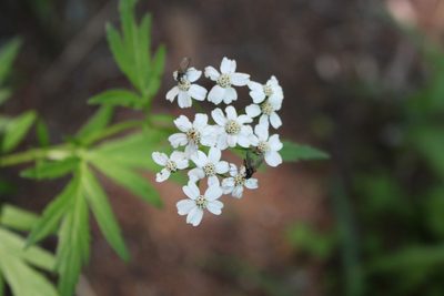 Aspilia platyphylla, photographed by Fabien Piednoir