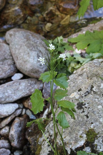 Cardamine asarifolia, photographed by Fabien Piednoir