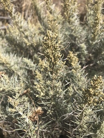 Artemisia nesiotica, photographed by Sula Vanderplank