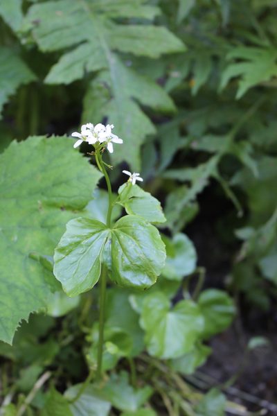 Cardamine asarifolia, photographed by Fabien Piednoir