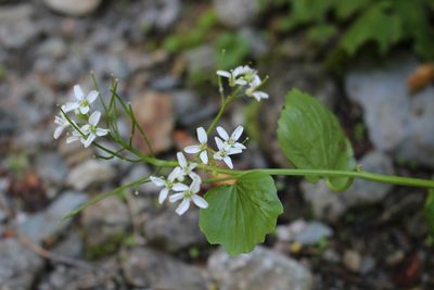 Cardamine asarifolia, photographed by Fabien Piednoir