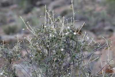 Tarchonanthus minor, photographed by Karen Eichholz