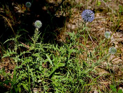 Echinops microcephalus, photographed by katunchik