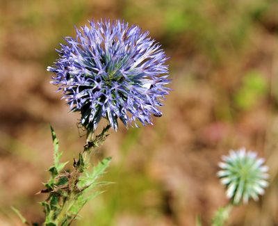 Echinops microcephalus, photographed by katunchik