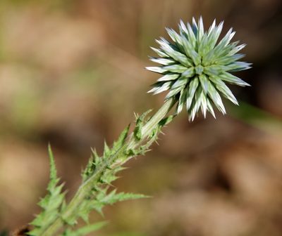 Echinops microcephalus, photographed by katunchik