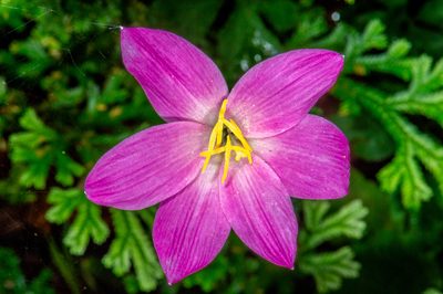 Zephyranthes rosea, photographed by Alan Rockefeller