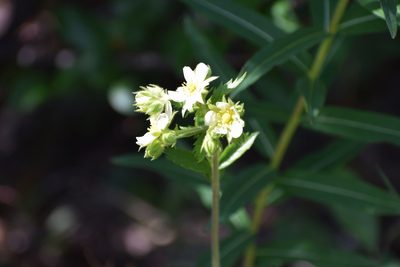 Drymocallis convallaria, photographed by Syd Cannings