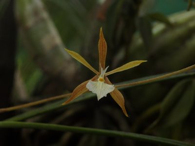 Encyclia nematocaulon, photographed by Victor De la Cruz