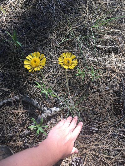Hymenoxys bigelovii, photographed by Trystan Harpold