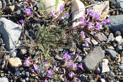 Astragalus nutzotinensis, photographed by Syd Cannings