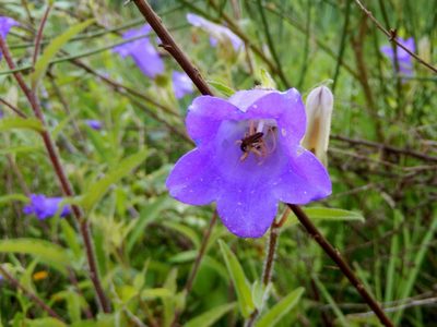 Campanula medium, photographed by Luca Fornasari