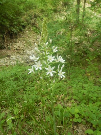 Ornithogalum arcuatum, photographed by Сергей Крыленко