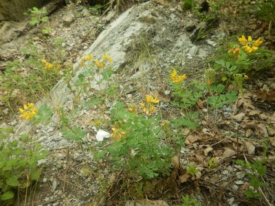 Coronilla coronata, photographed by Сергей Крыленко