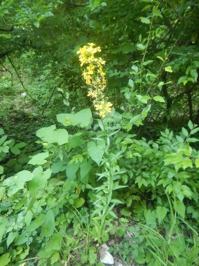 Erysimum aureum, photographed by Сергей Крыленко