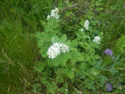 Rubus canescens, photographed by Сергей Крыленко