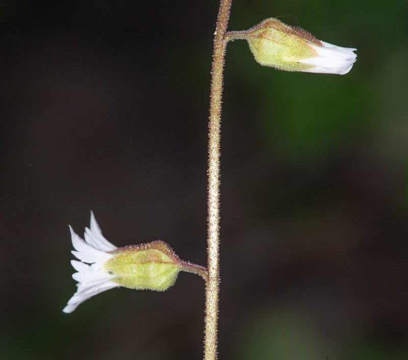 Lithophragma campanulatum, photographed by Don Loarie