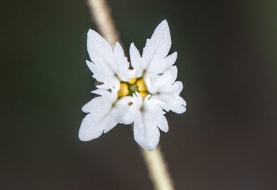 Lithophragma campanulatum, photographed by Don Loarie