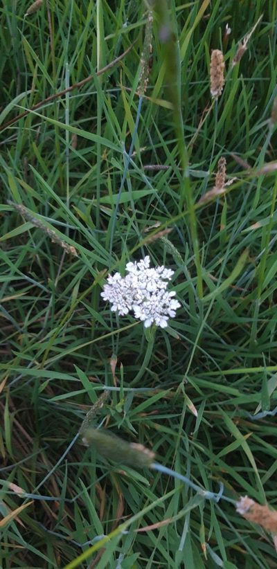 Oenanthe fistulosa, photographed by purperlibel