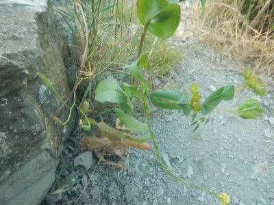 Bupleurum rotundifolium, photographed by Сергей Крыленко