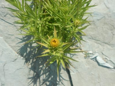Pentanema ensifolium, photographed by Сергей Крыленко