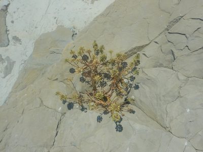 Iberis simplex, photographed by Сергей Крыленко