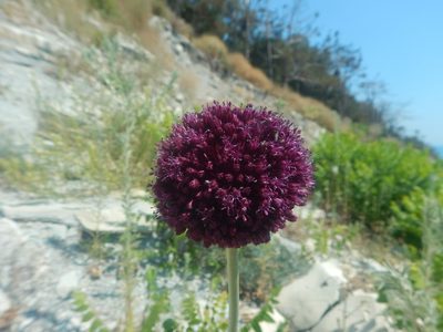 Allium atroviolaceum, photographed by Сергей Крыленко