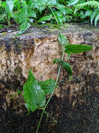 Smilax riparia, photographed by Cheng-Te Hsu