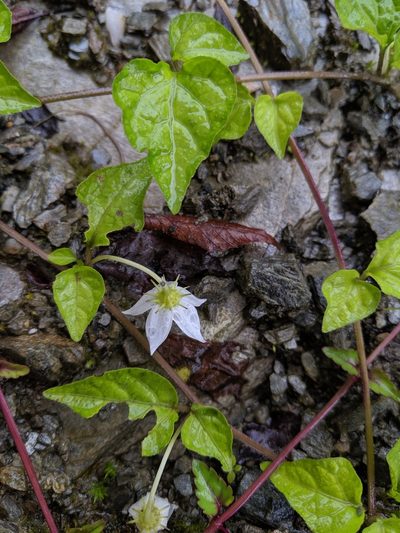 Lycianthes lysimachioides, photographed by Cheng-Te Hsu