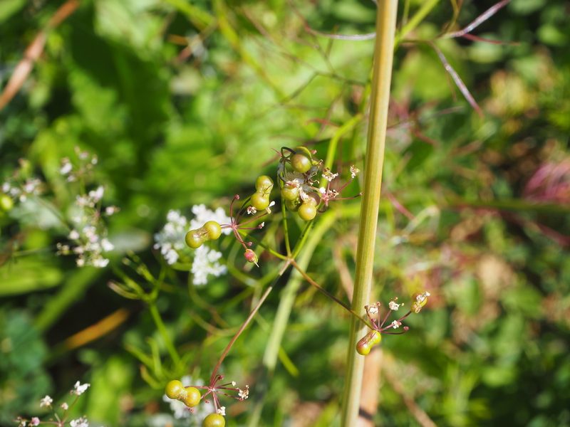 Bifora radians, photographed by silk128