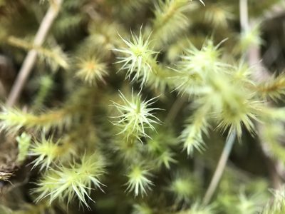 Breutelia chrysocoma, photographed by Andrew Melton