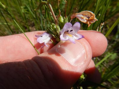 Penstemon gracilis, photographed by Brian Dickerson