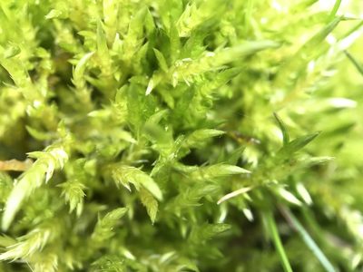 Cirriphyllum piliferum, photographed by Andrew Melton