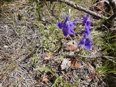 Delphinium bicolor, photographed by Brian Dickerson