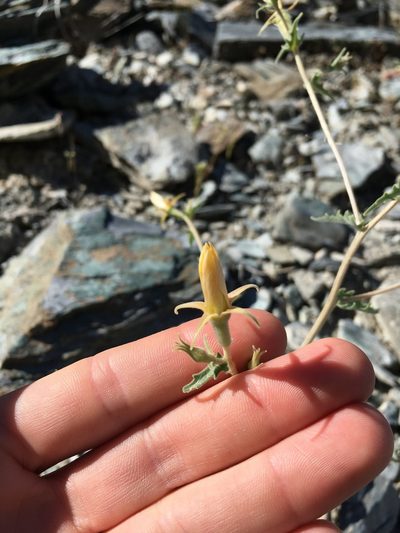 Mentzelia inyoensis, photographed by Martin Purdy