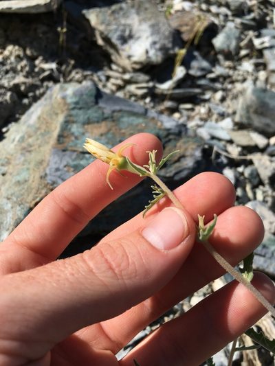 Mentzelia inyoensis, photographed by Martin Purdy