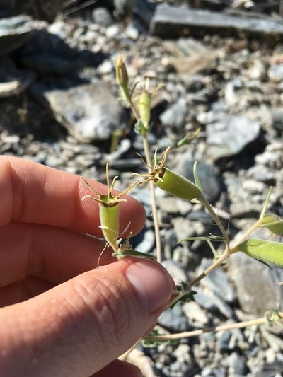 Mentzelia inyoensis, photographed by Martin Purdy