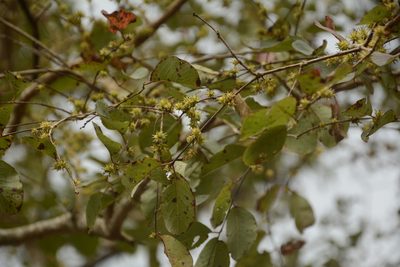 Terminalia anogeissiana, photographed by Siddarth Machado