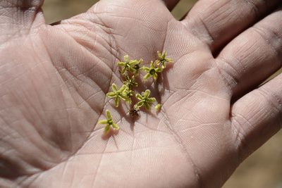 Elaeodendron glaucum, photographed by Siddarth Machado