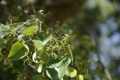 Elaeodendron glaucum, photographed by Siddarth Machado