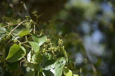 Elaeodendron glaucum, photographed by Siddarth Machado