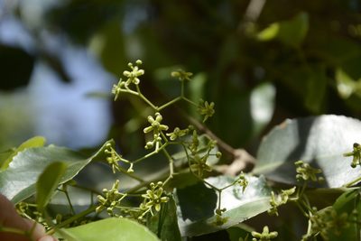 Elaeodendron glaucum, photographed by Siddarth Machado