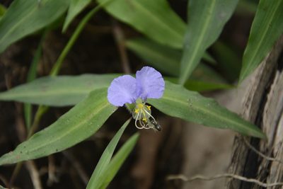 Commelina undulata, photographed by Siddarth Machado