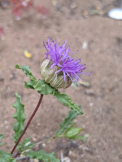 Monardella sinuata, photographed by Alex Heyman