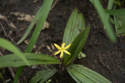Curculigo orchioides, photographed by Siddarth Machado